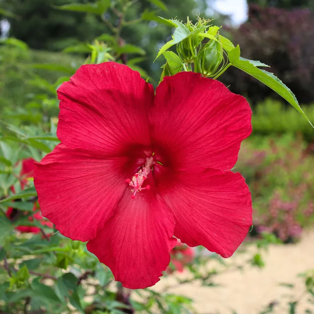 Lord Baltimore Hibiscus