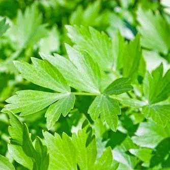 Lovage Seeds