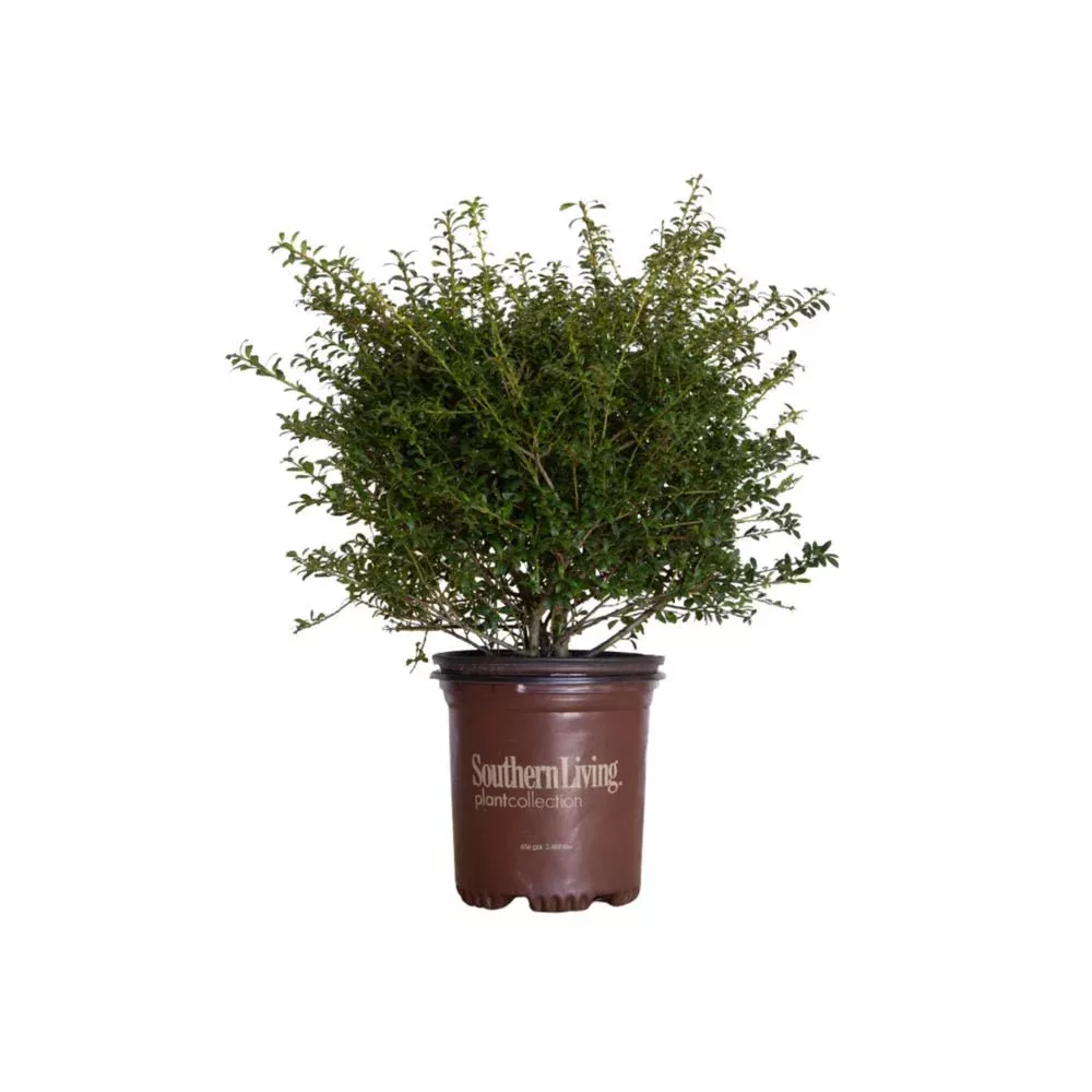 Low Rider Holly (Ilex)