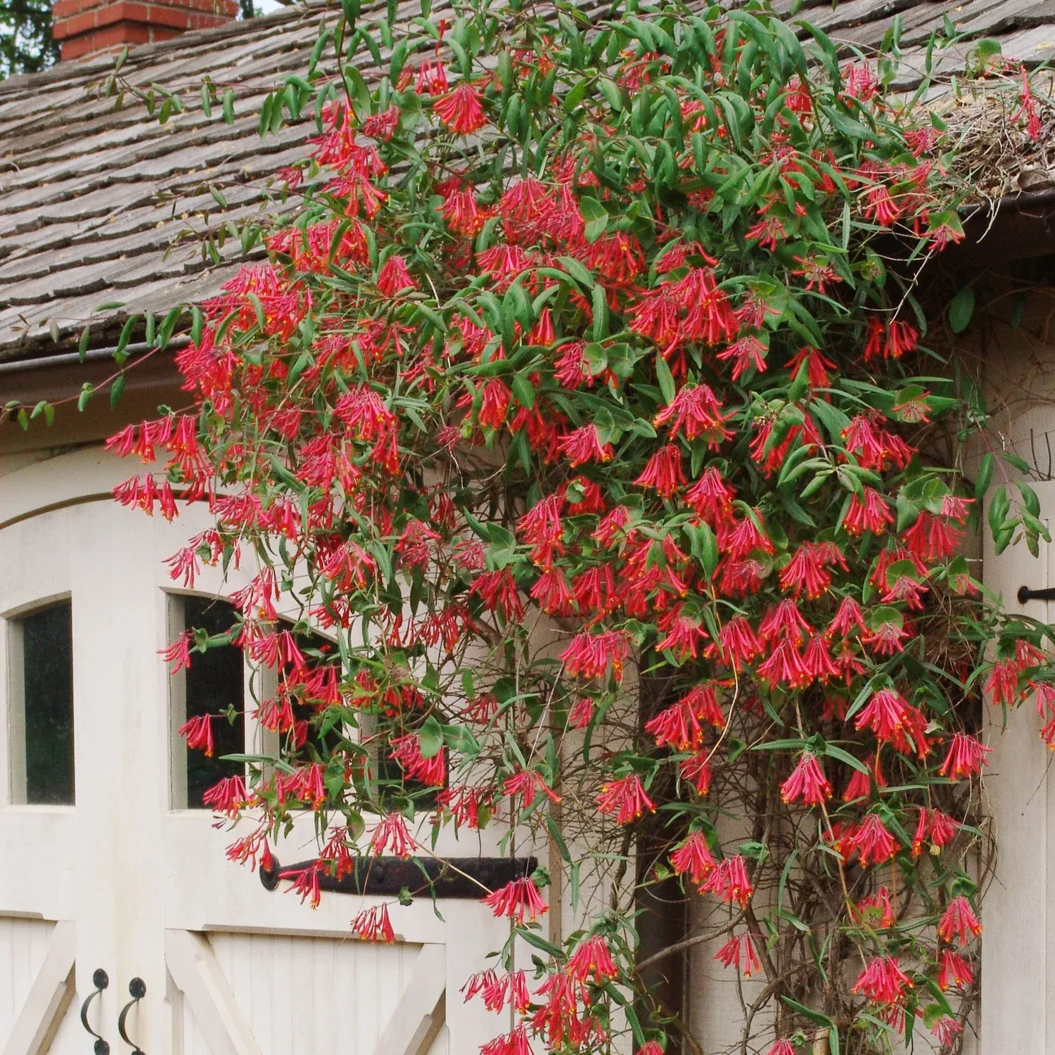 'Major Wheeler' Honeysuckle Vine (Lonicera)