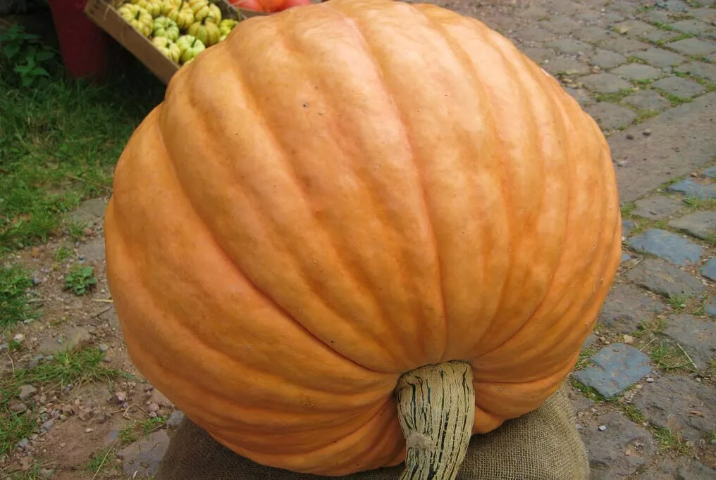 Mammoth Gold Pumpkin