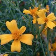 Marigold Seeds - Lemon Gem