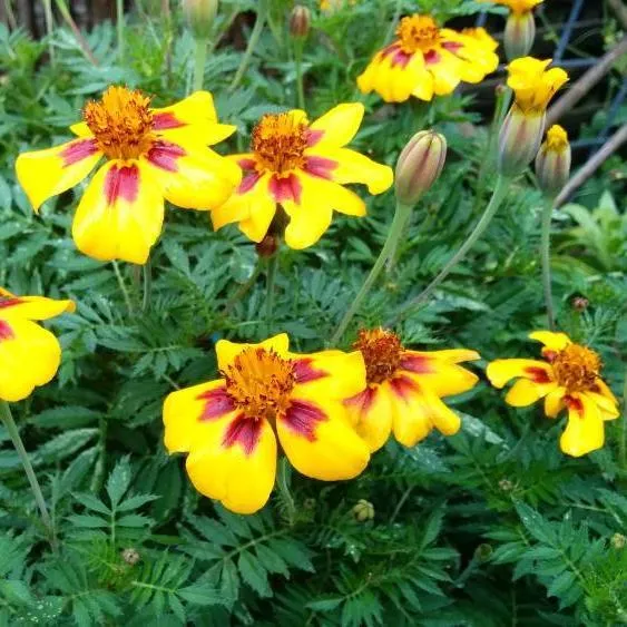 Marigold Seeds - Naughty Marietta