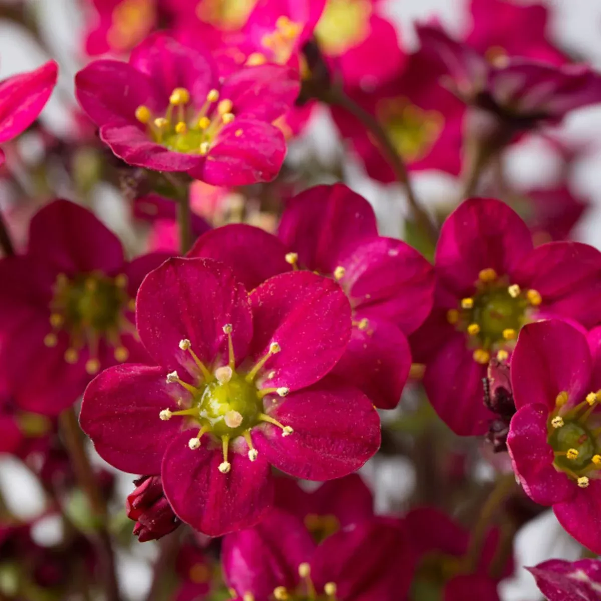 Marto™ Hot Rose Rockfoil (Saxifraga)