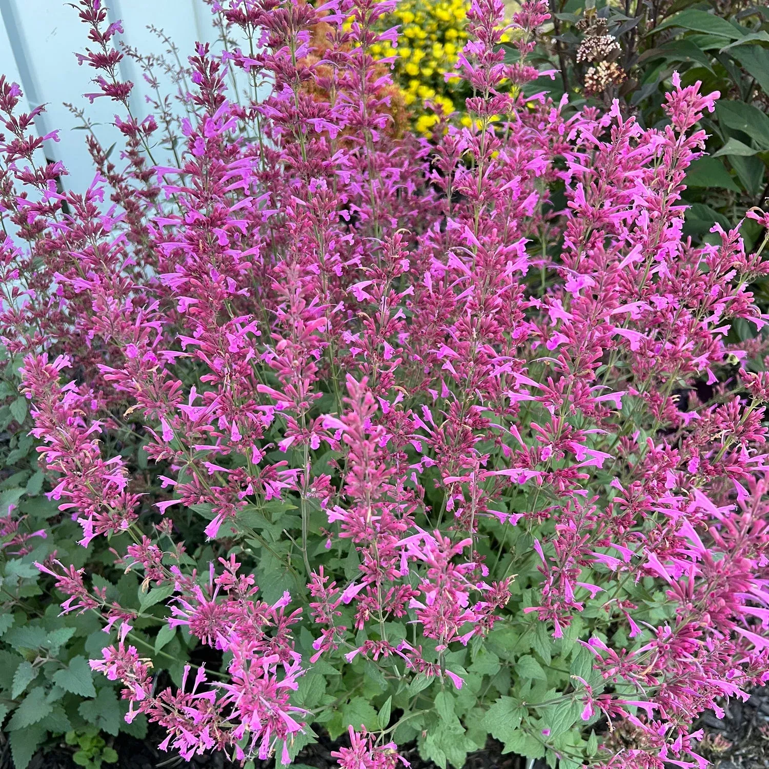 Meant To Bee 'Royal Raspberry' Hummingbird Mint (Agastache)