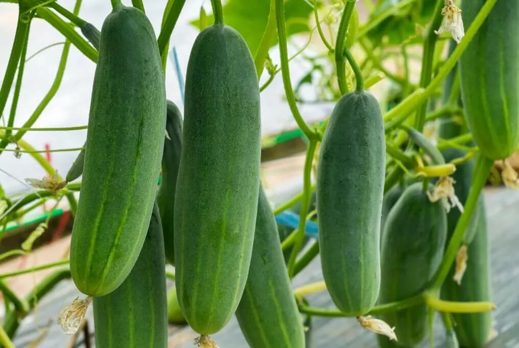 Mercury Hybrid Cucumber F1
