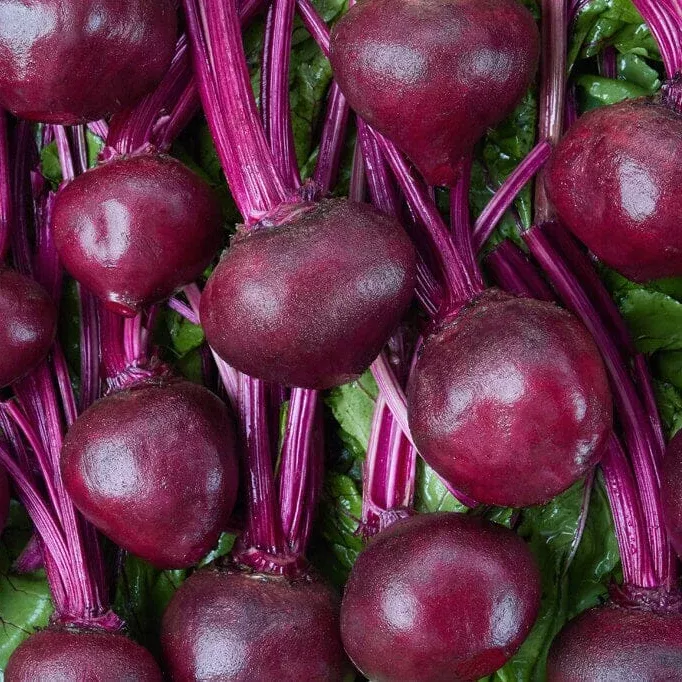 Merlin Hybrid Beet F1