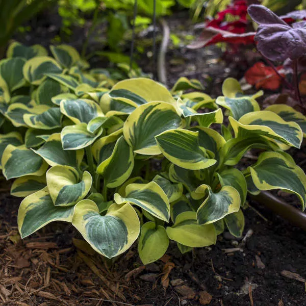 Mighty Mouse Hosta