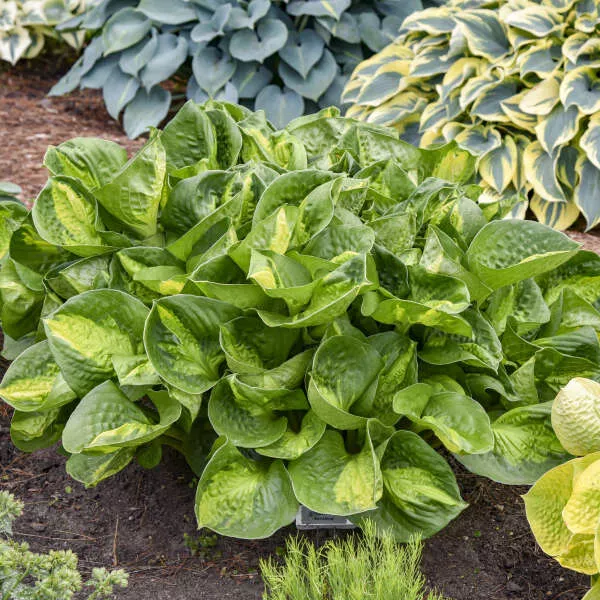 Mini Hosta 'Pocketful of Sunshine' Starter Perennial. Small, Cute, Fast Grower.