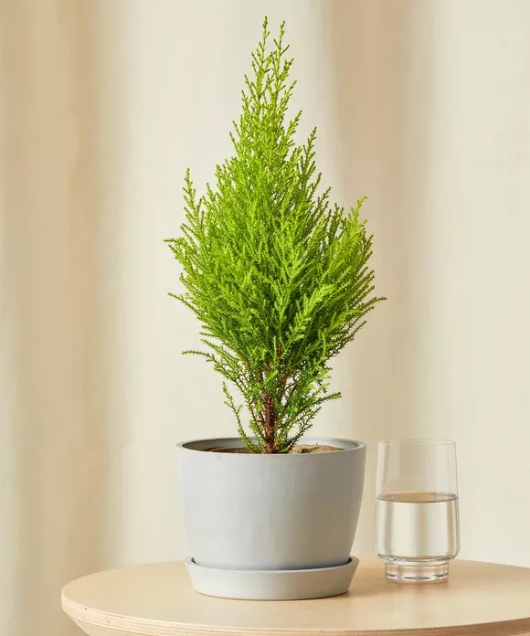 Mini Lemon Cypress