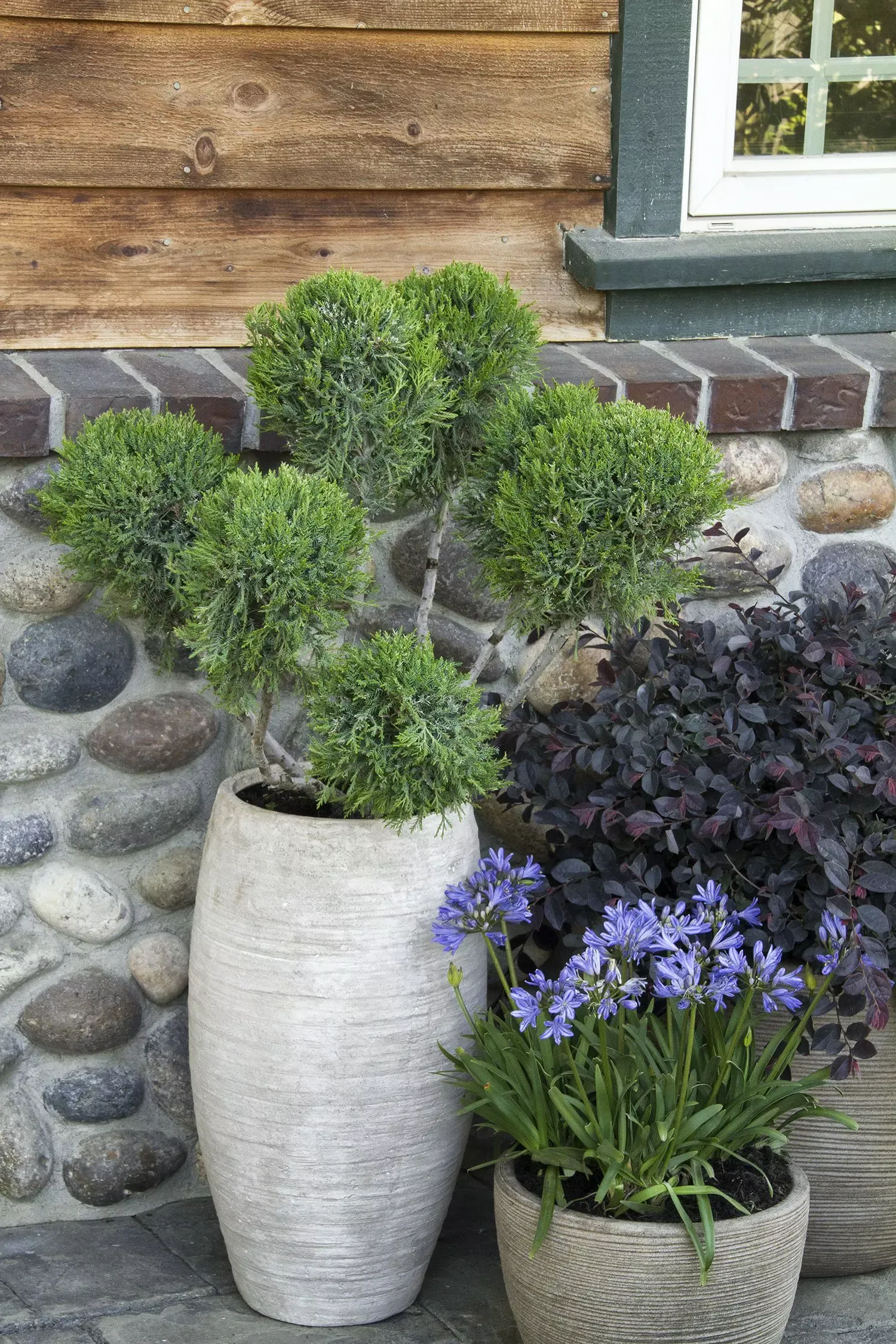 Mint Julep Juniper