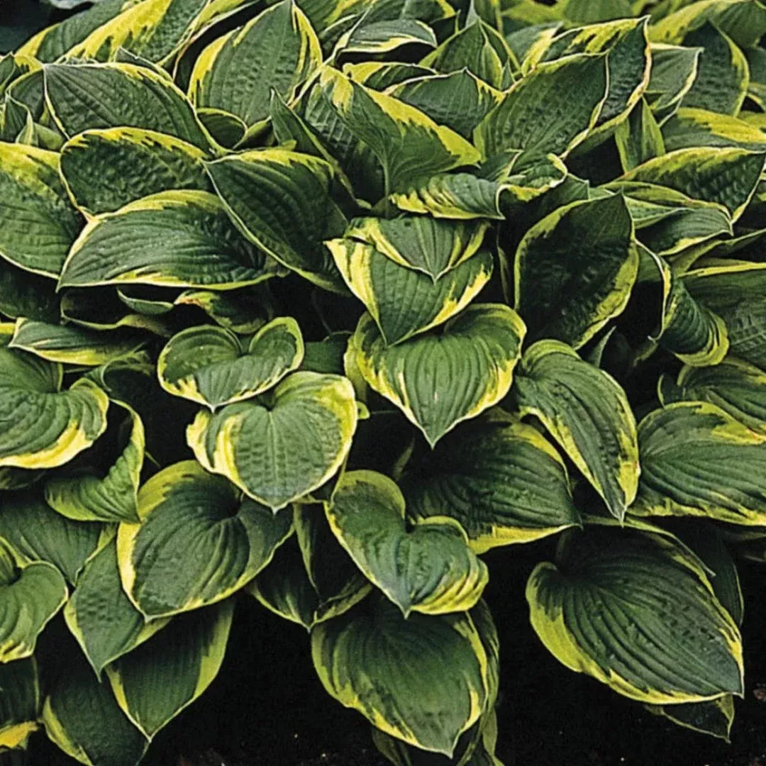 Minuteman Hosta – Bold White-Edged Shade Pe | Pixies Gardens