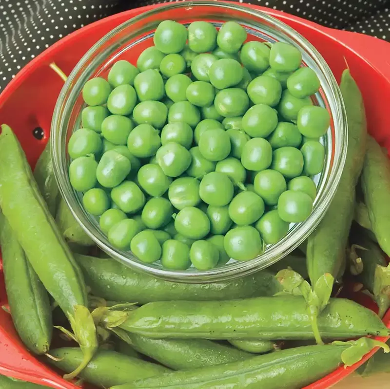 Miragreen Pea Seed