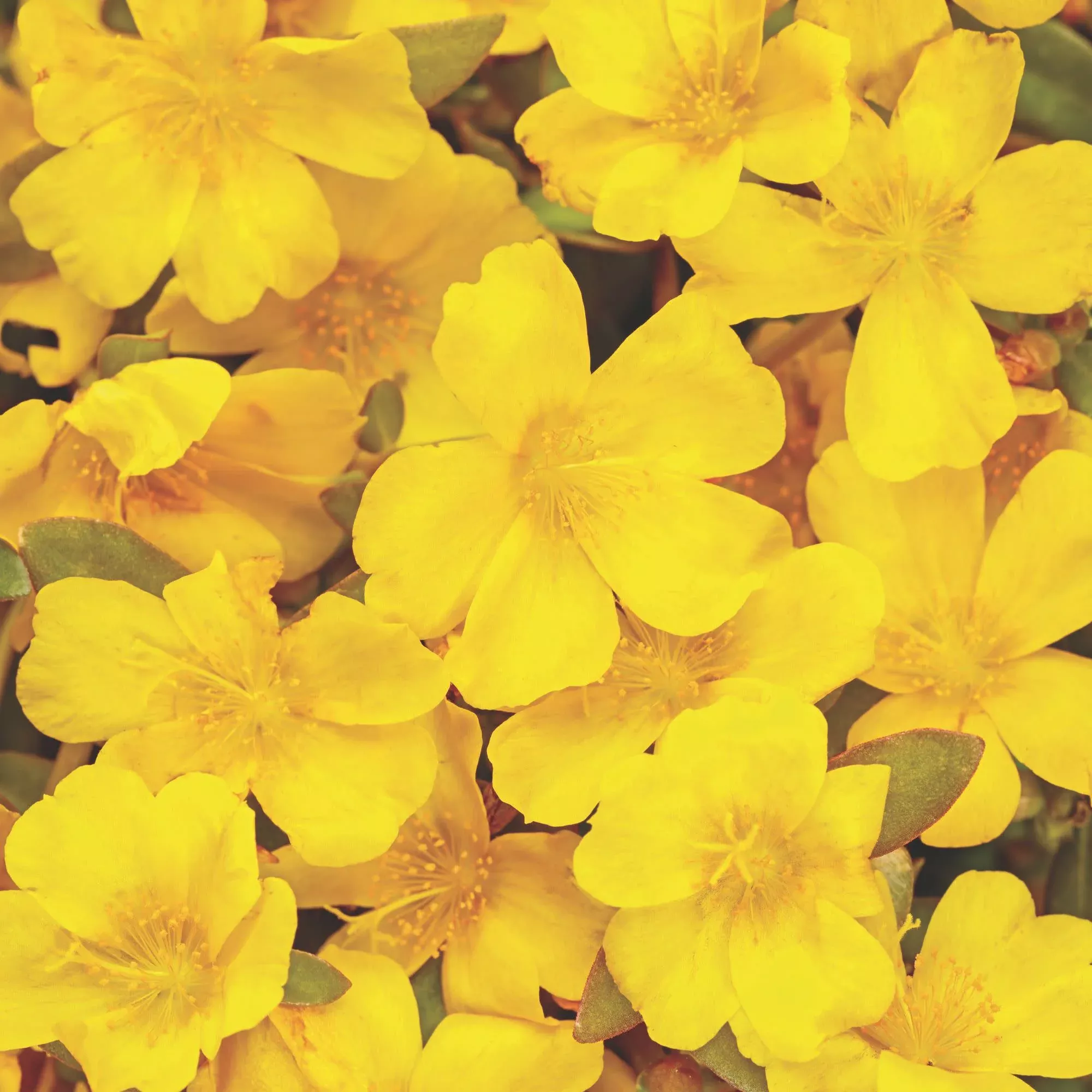 Mojave Yellow Purslane (Portulaca umbraticola)