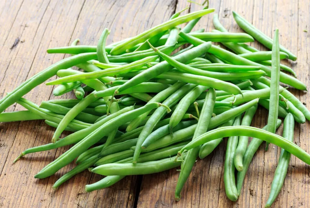 Momentum Bush Bean