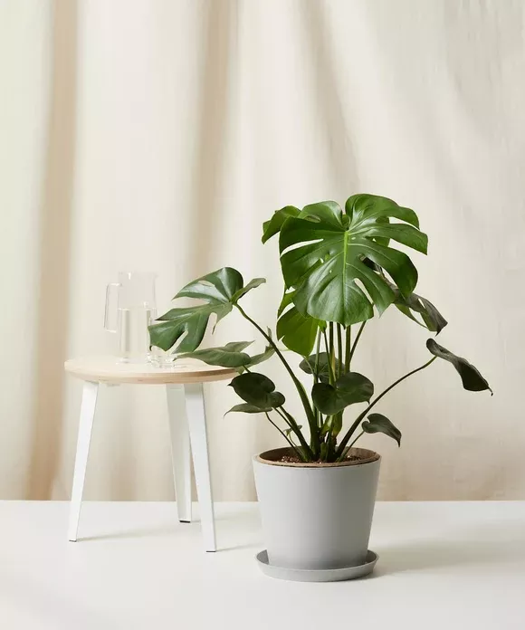 Monstera Deliciosa