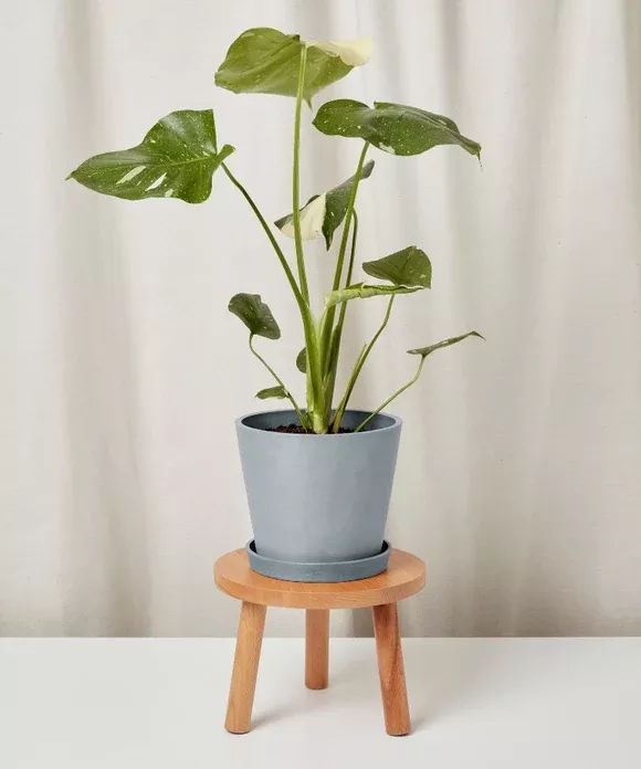 Monstera Thai Constellation