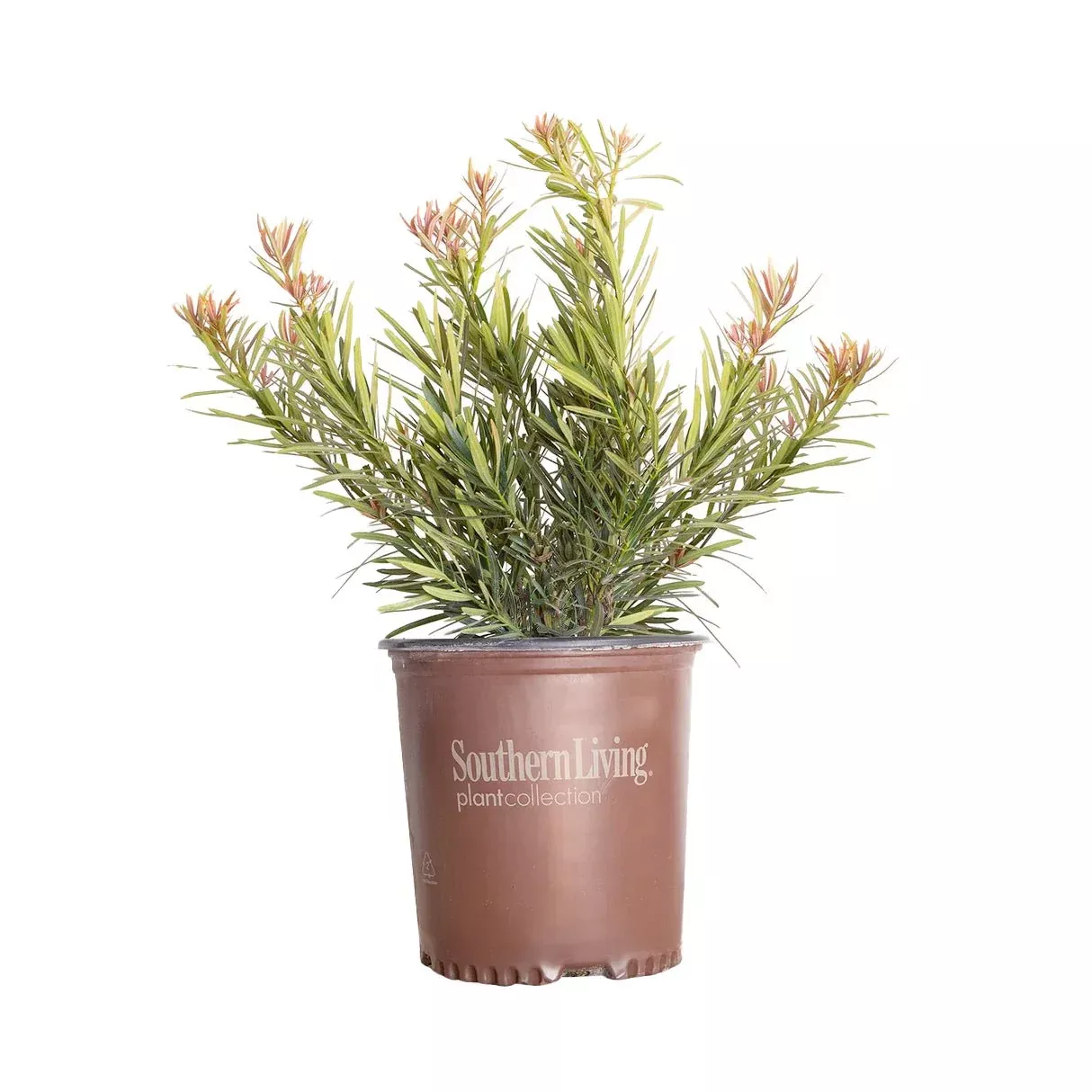 Mood Ring Podocarpus Yew