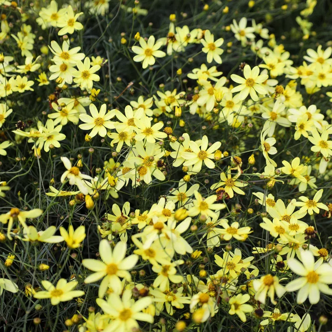 Moonbeam Coreopsis