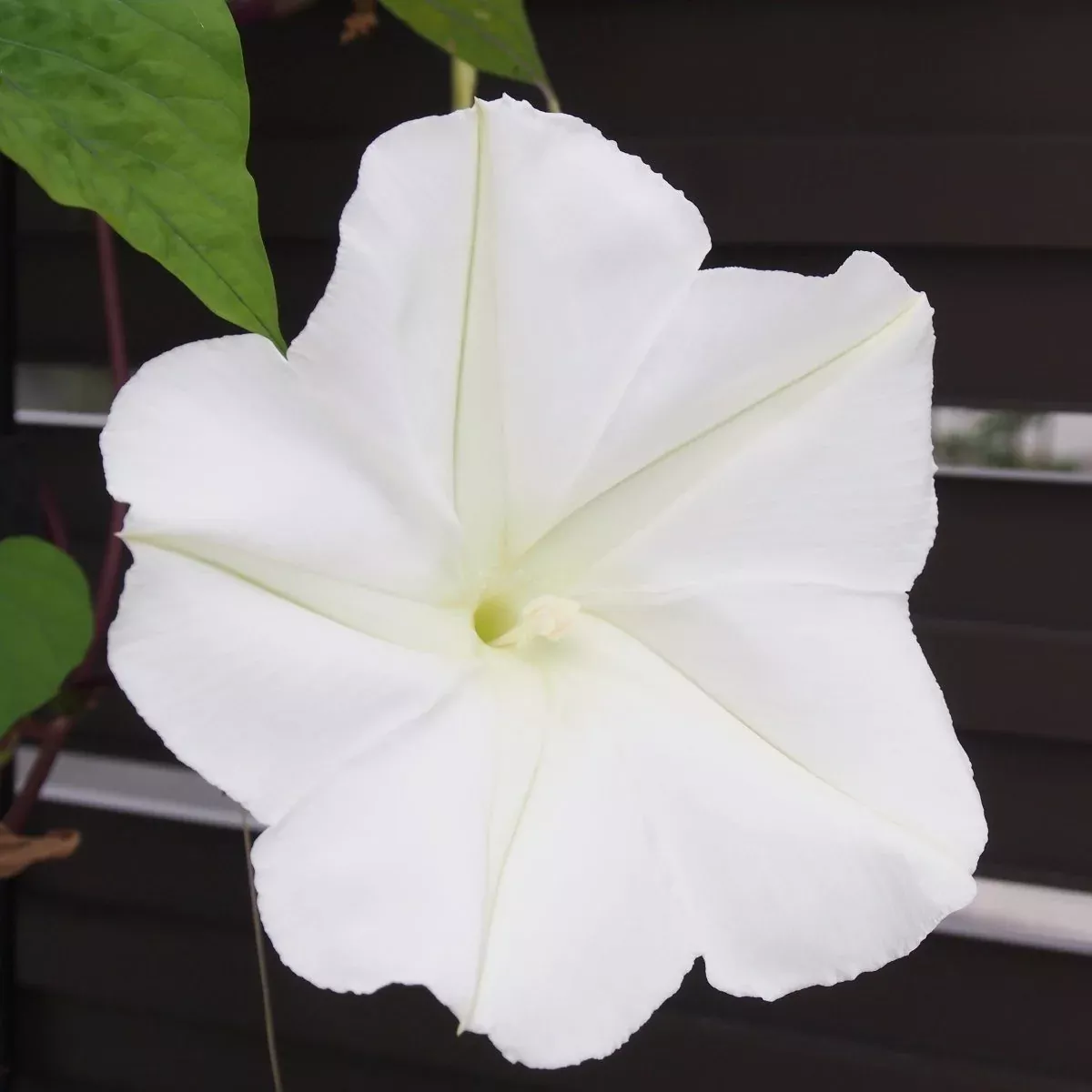 Moonflower, Evening Glory Seeds, 2.6g