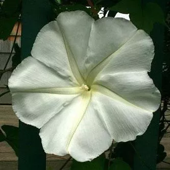 Moonflower Seeds