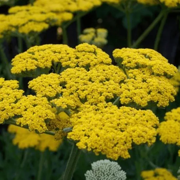 Moonshine Yarrow