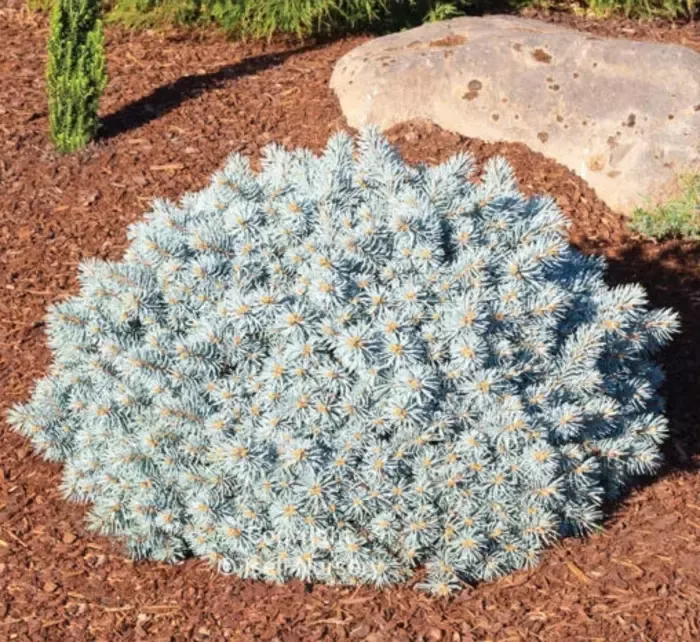 Moonstone Globe Spruce
