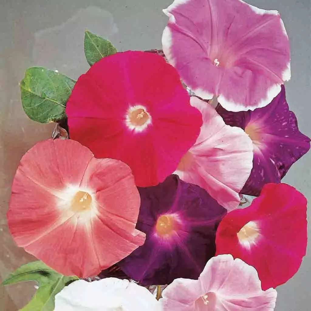 Morning Glory, Giant Mixed Colors Seeds, 2.2g