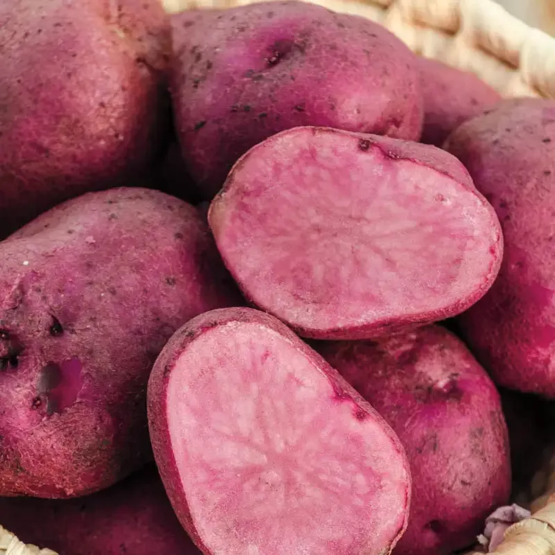 Mountain Rose Potato