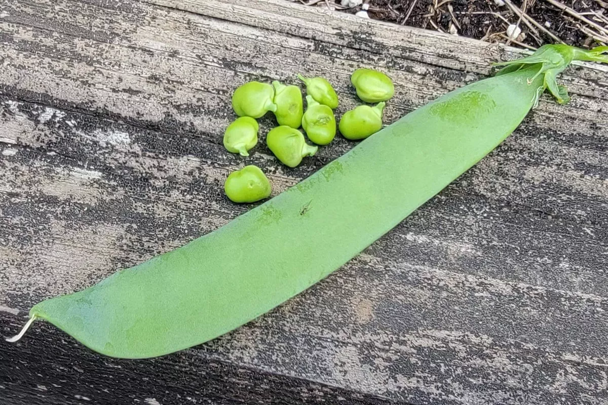 Mr. Big Pea