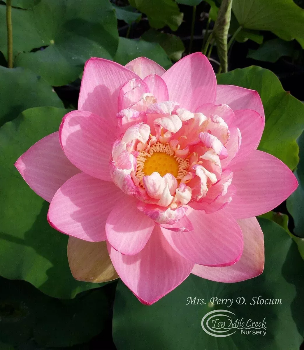 Mrs. Perry D. Slocum - THE Queen of American Lotus