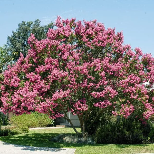 Muskogee Crape Myrtle