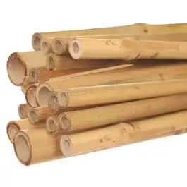 Natural 5ft Bamboo Stakes, Premium First Cut, 12-14mm Diameter, Bundle of 250