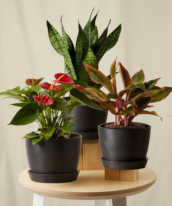 Natural Health Collection