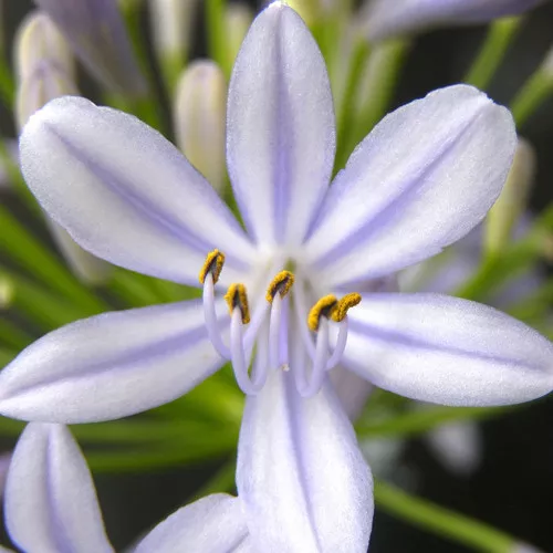'Neverland' Agapanthus