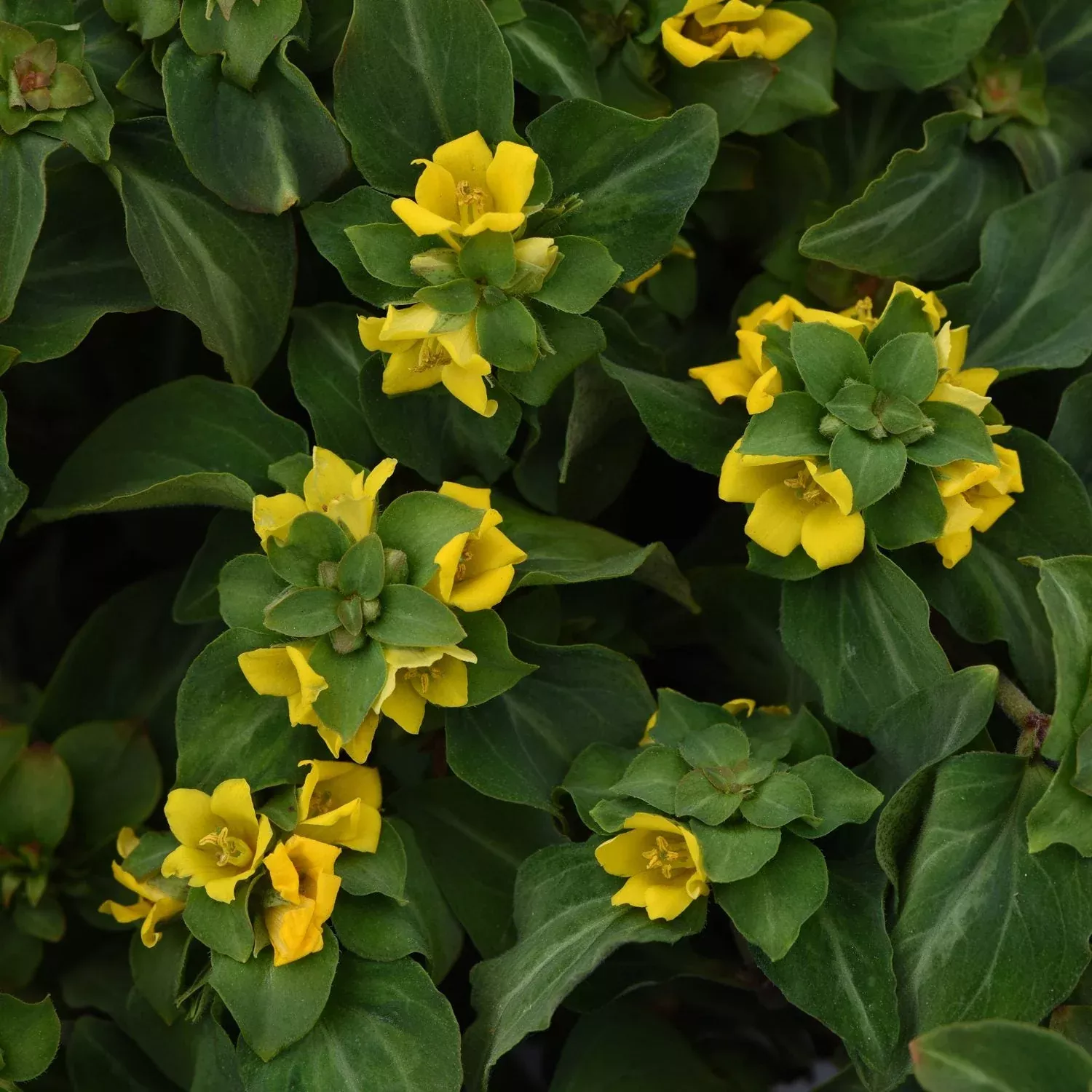 'Night Light' Moneywort (Lysimachia)