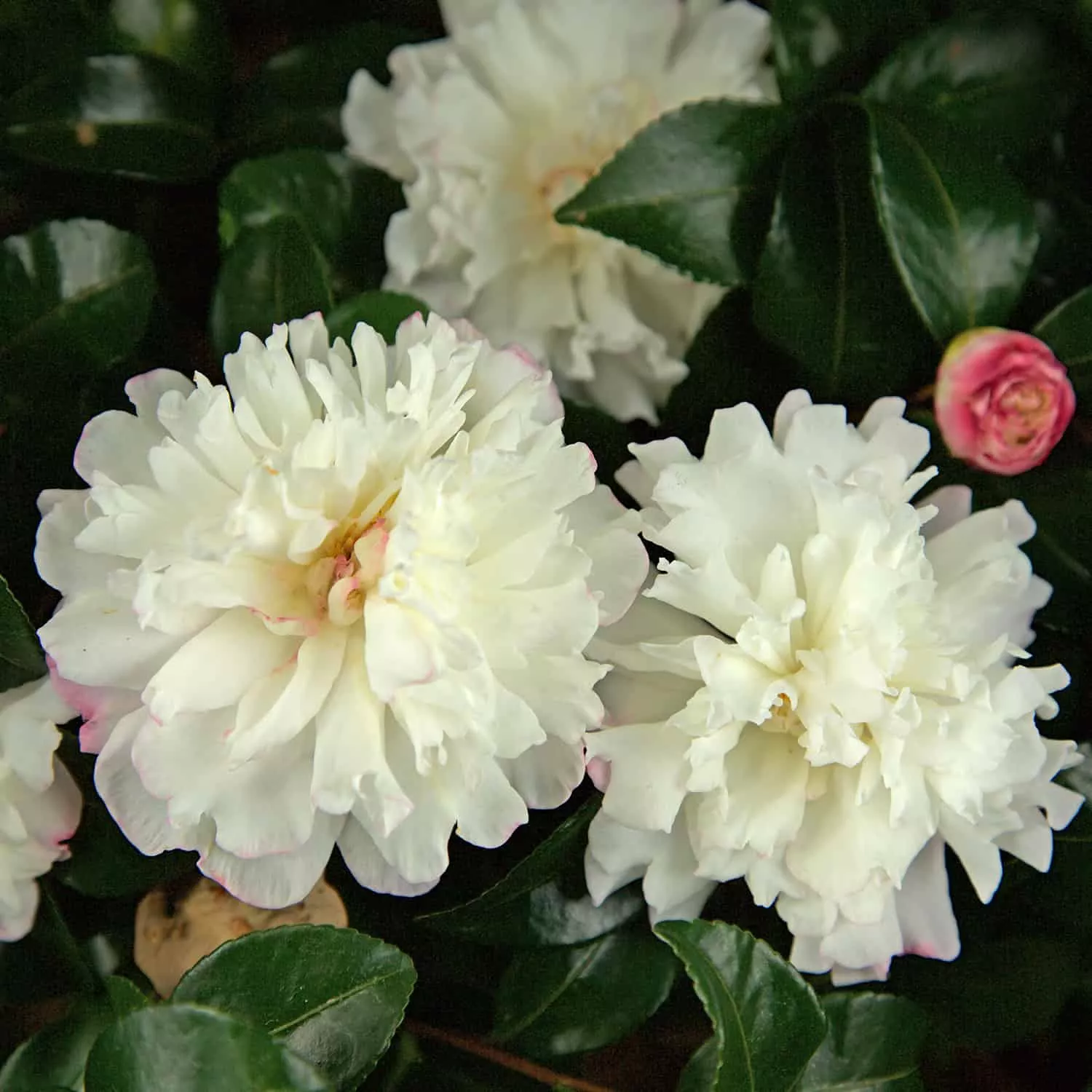 October Magic Snow Camellia (Sasanqua)