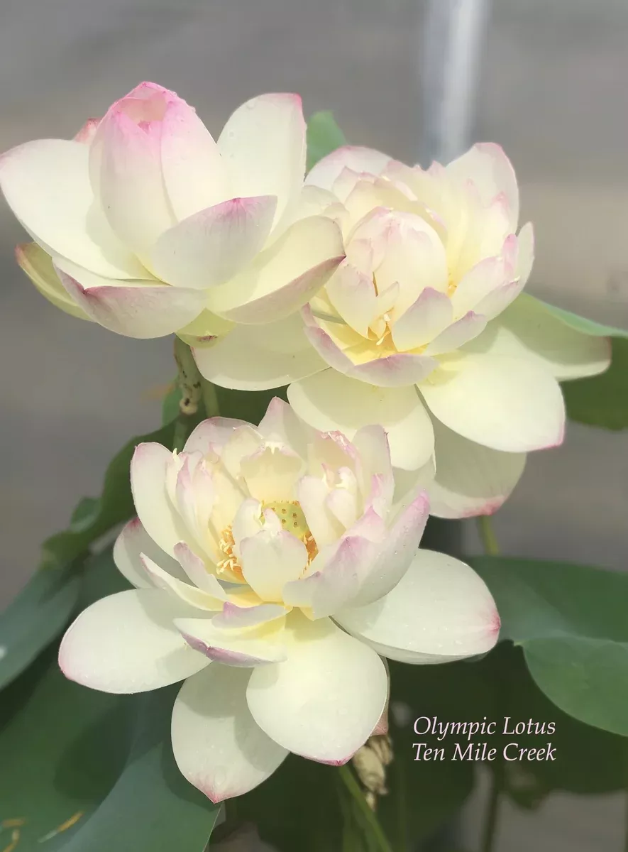 Olympic Lotus