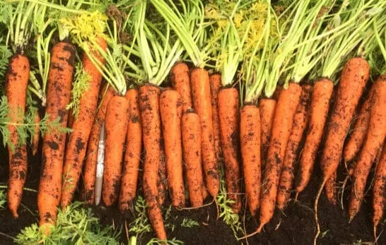 Orange Blaze Hybrid Carrot F1