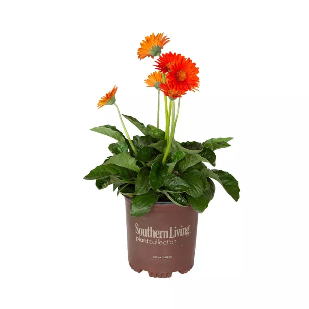 Orange Garden Jewels Gerbera Daisy