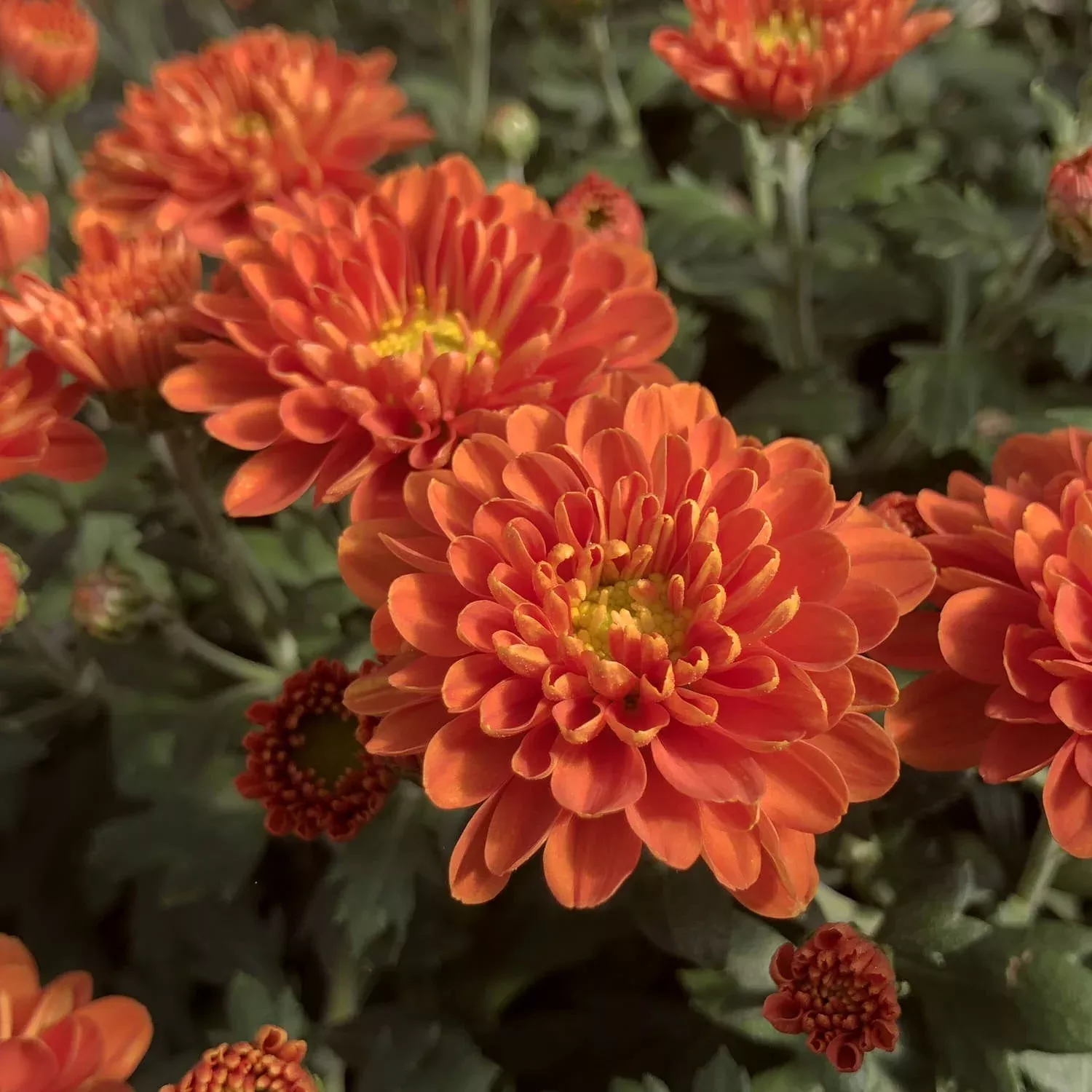 Orange Zest' Garden Mum (Chrysanthemum)