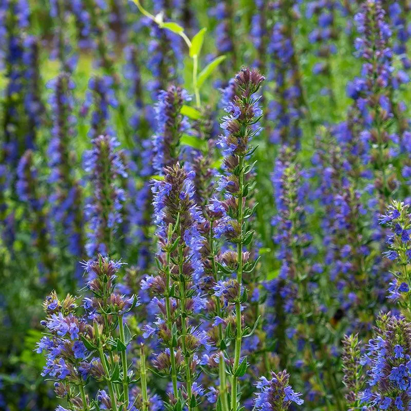 Organic Blue Hyssop