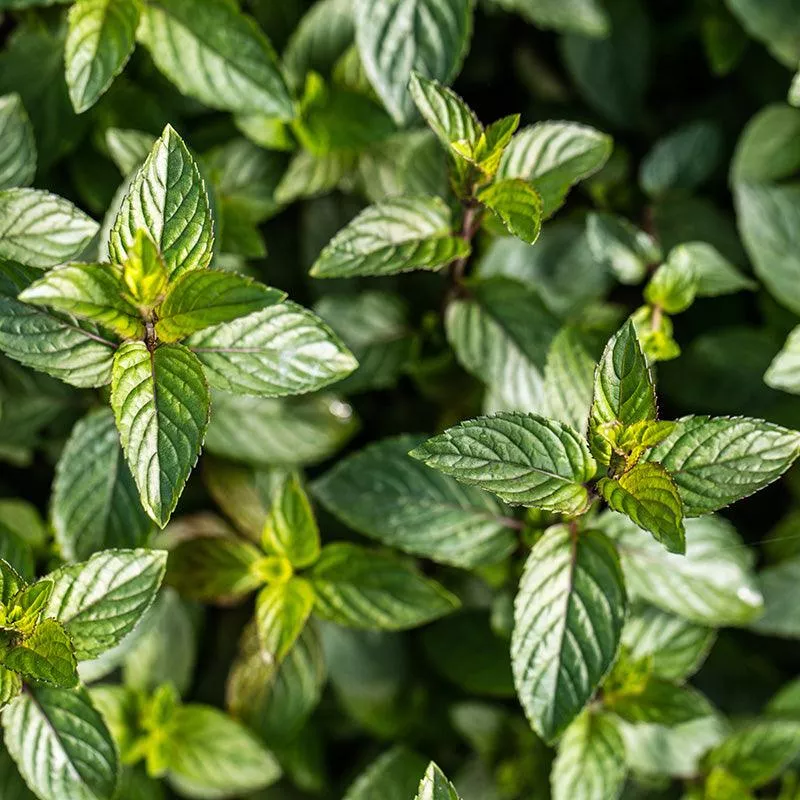 Organic Chocolate Mint