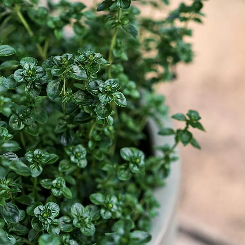 Organic English Thyme