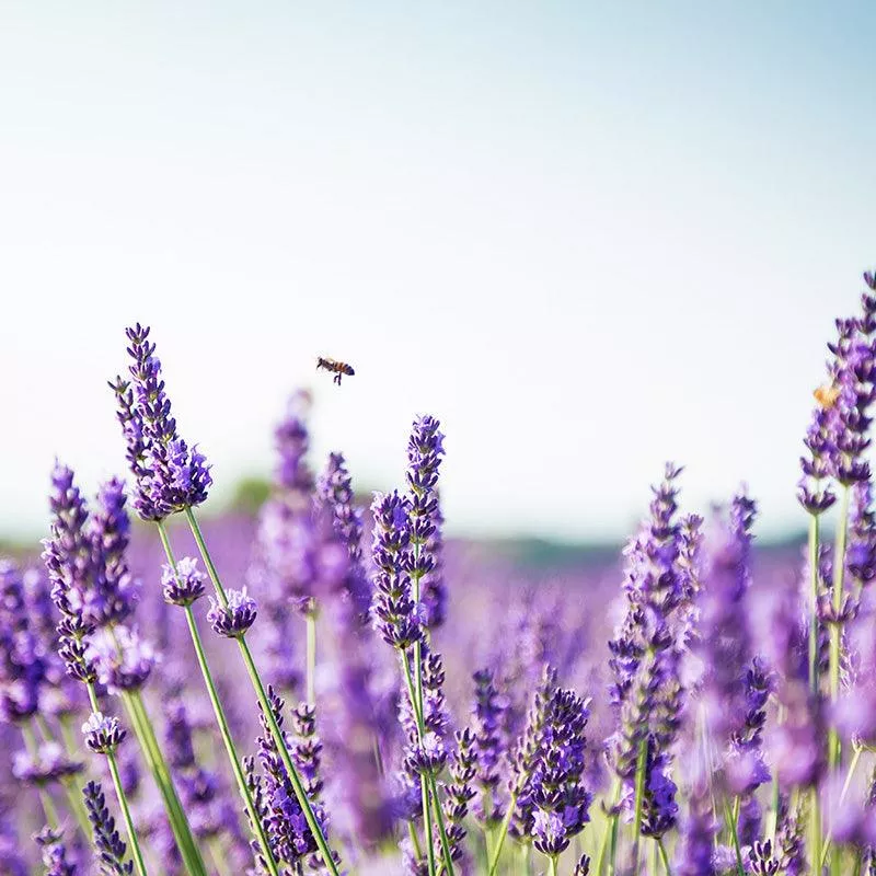 Organic Provence Lavender