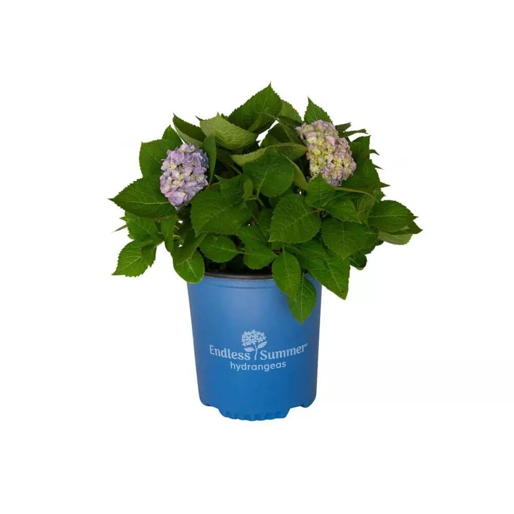The Original Hydrangea | Endless Summer