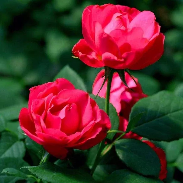 Oso Easy Double Red Rose