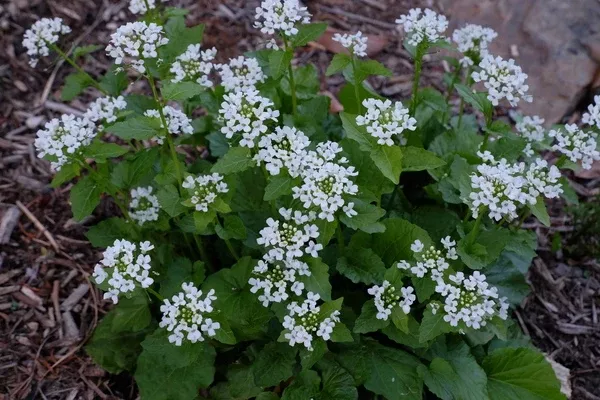 Pachyphragma macrophyllum