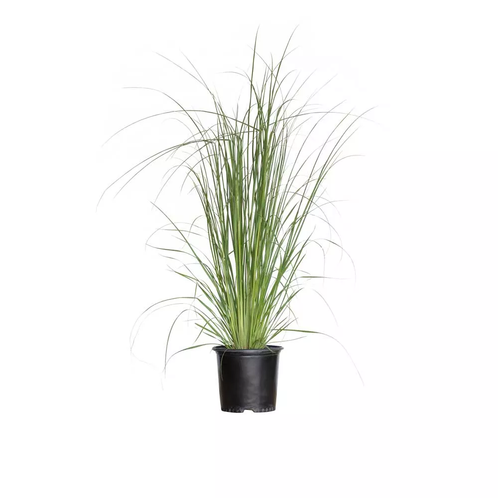 Pampas Grass