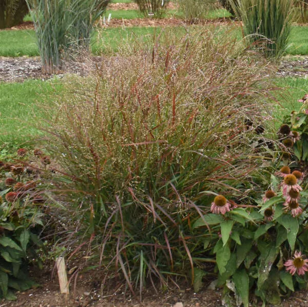 Panicum vir. 'Red Flame' #2C